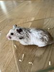 Guldhamster