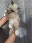 ragdoll- Neva maskerade kattungar till salu
