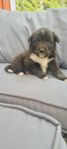 Valp Finsk lapphund  / Lapsk vallhund 