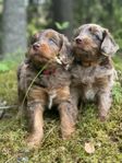 Mini Aussiedoodle valpar 