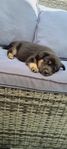 Valp Finsk lapphund  / Lapsk vallhund 