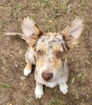 border collie X Podenco 