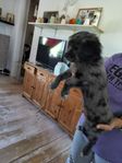 Blue merle cavapoo mix