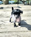 Mini teacup Chinese crested dog naken Valp truehairless