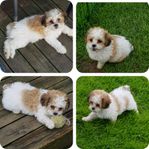 pudel-shih tzu 