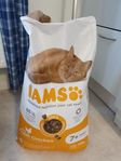 Iams kattmat 