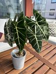 Alocasia Frydek variegata micholitziana 