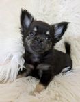 Chihuahua/Pomeranian 