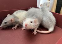 Råttor / Råtta
