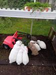 3 vita minilop kaniner. Mamma+ 2 ungar