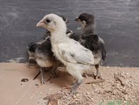 Araucana kycklingar