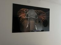 Elephant frame 80x120cm