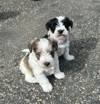 Amerikansk miniatyr Schnauzer Hane & Tik