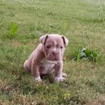 American Bully Exotic 