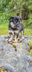 Valp Finsk lapphund  / Lapsk vallhund 