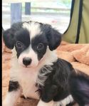 Mini Chinese crested dog powder puff PP 