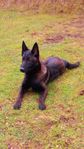 Malinois ung hund SKK reg