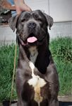 cane corso vakthund