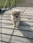 maltipoo