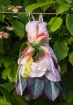 1 Fairy-dress till dekoration miniatyr, Aprikos rosa Älvor