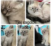 Ragdoll/Tabby  ljuvliga kattflickor leveransklara v 28