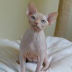 SPHYNX KATTUNGE HONA (6 MÅNADER)