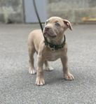 Renrasig American Bully XXL (Leveransklar)