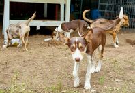 border collie cross, family dogs!