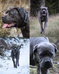 Cane Corso valpar SKK-reg 