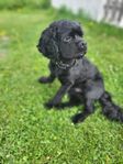 Amerikansk cocker spaniel skk registrerad