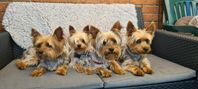 yorkshireterrier valpa