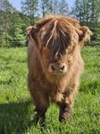 tjurkalv highland cattle 