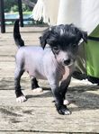 Mini Teacup Chinese crested dog Naken Valp Truehairless