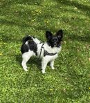 Framåt och motiverad Papillon/Chihuahua 8 mån