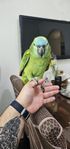 Blåpannad Amazon papegoja hona ( 2år gammal )