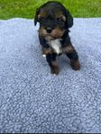 Cavapoo