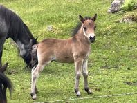 Shetlandshingstföl