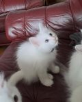 Ragdoll/ Angora blandis