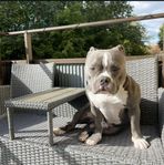 akut omplacering av american Bully 