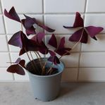 Triangeloxalis, Begonia, Palettblad, Doktor Westerlund