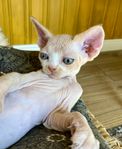 Devon Rex kattungen Morgan 