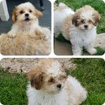 shih tzu-pudel 