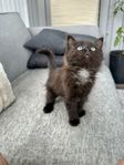 Supermysig kattunge av rasen Norsk Skogskatt 