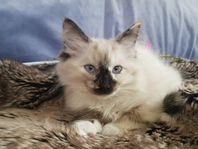 Ragdoll/norsk skogkatt/birma blandning kattunge. Klar 27/7