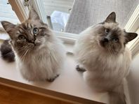 Ragdoll / Birma