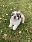 Shih-tzu en hane kvar