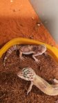 Tre leopardgeckos med terrarium m.m.