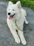 Samojed