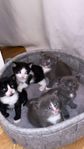5 kattungar till salu 
