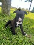 leveransklara American Bully/ Cane Corso valpar